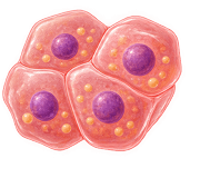 Hepatocytes icon