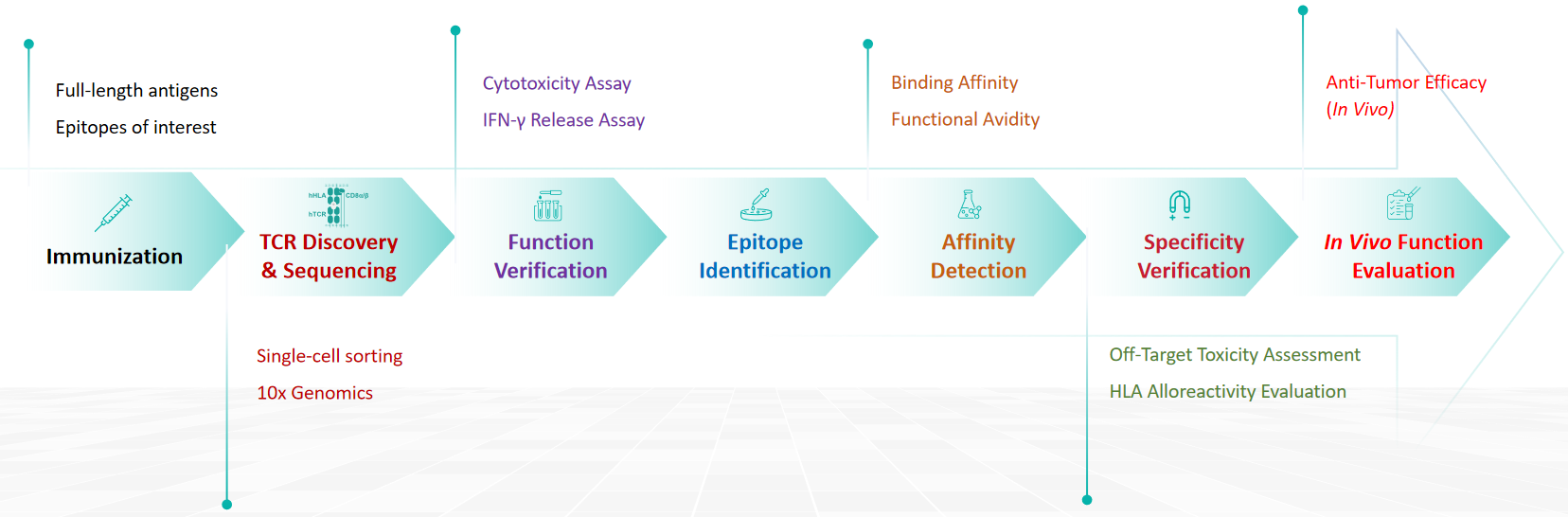 RenTCR™ Platform Workflow for Fully Human TCR Discovery img