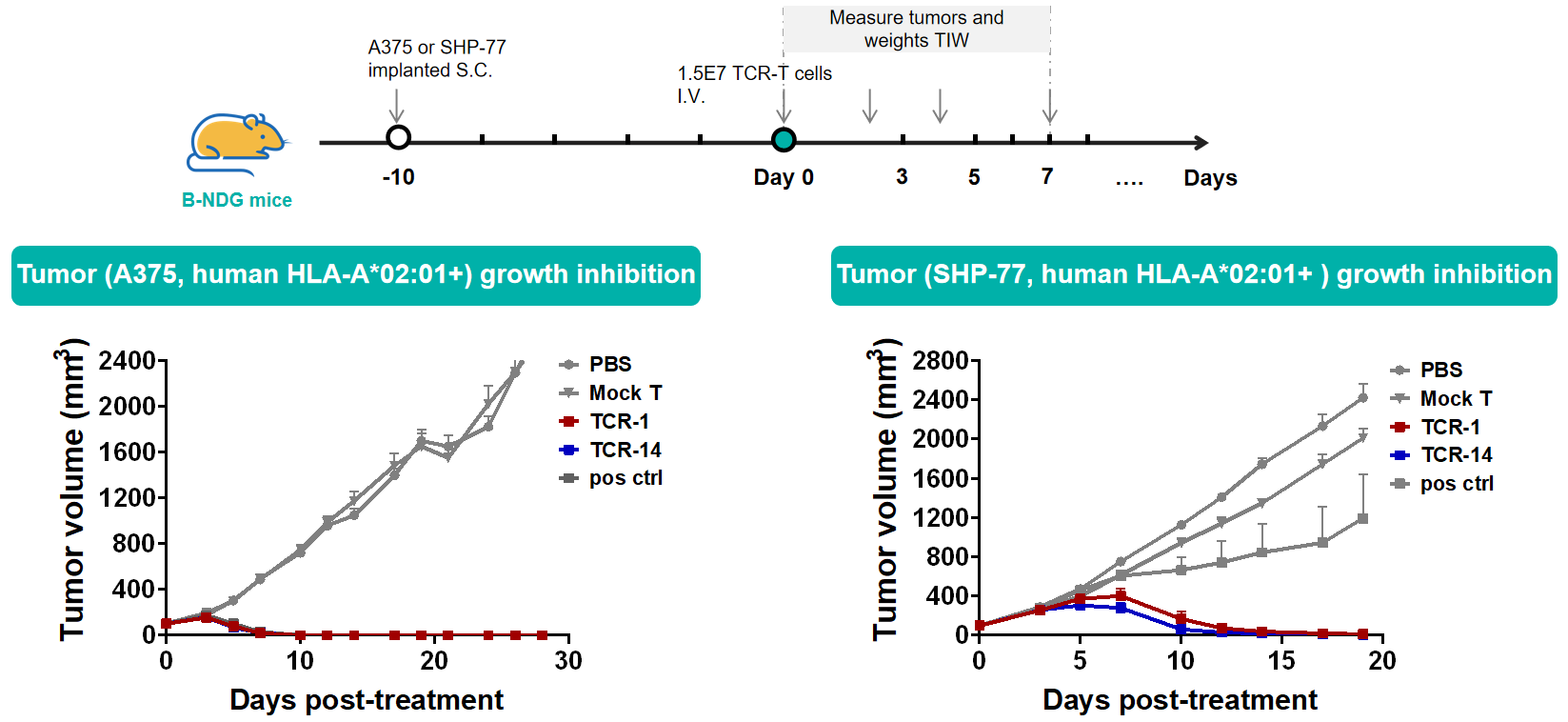 HLA-A2.1/MAGE-A4-specific fully human TCRs exhibited greater antitumor activity than clinical-stage affinity-enhanced TCRs img