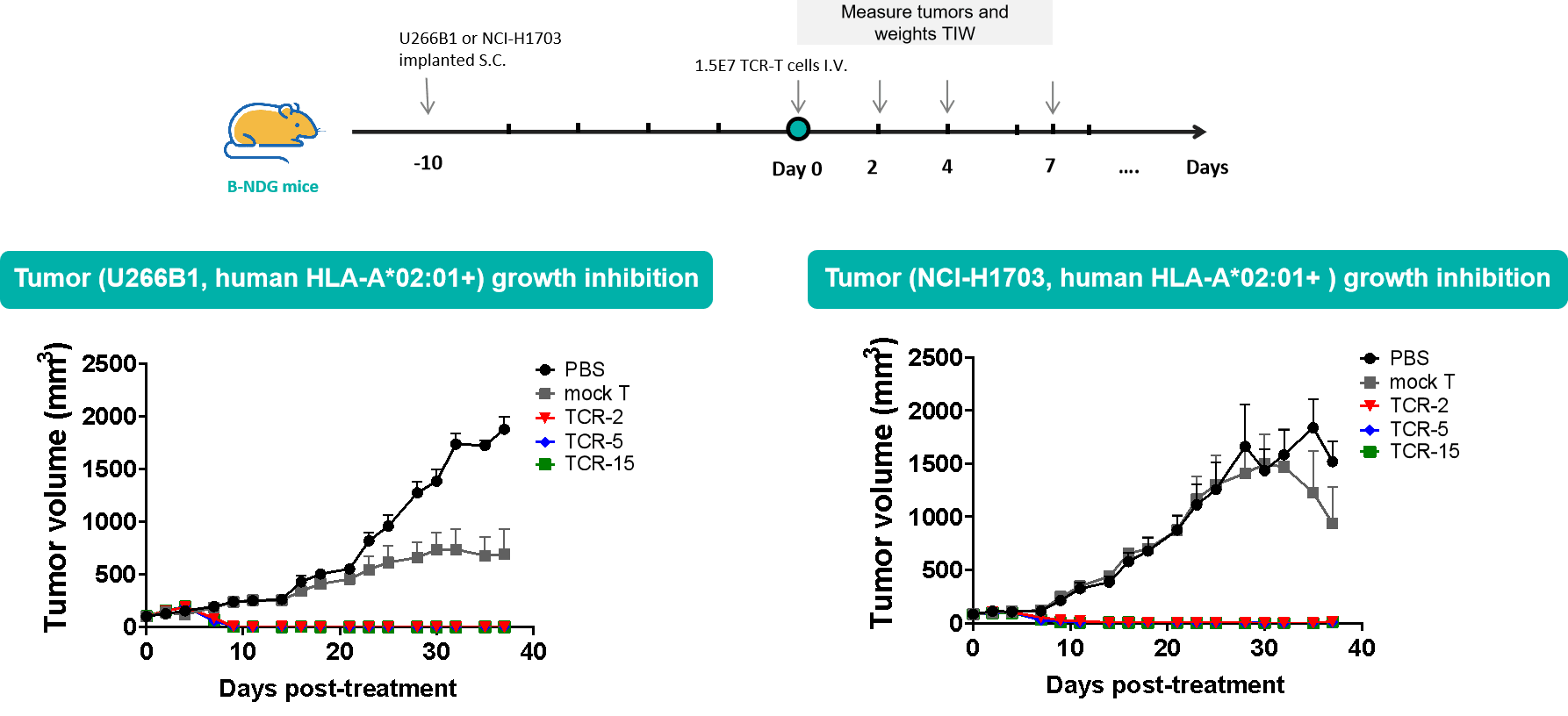 HLA-A2.1/MAGEA1-Specific TCRs Suppress Tumor Growth In Vivo img