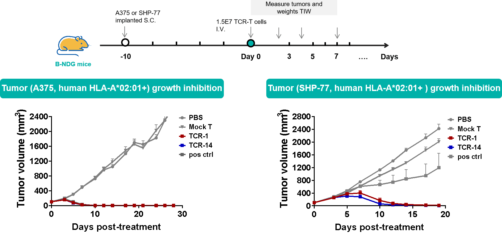 HLA-A2.1/MAGE-A4-Specific Fully Human TCRs Exhibited Greater Antitumor Activity Than Clinical-Stage Affinity-Enhanced TCRs img
