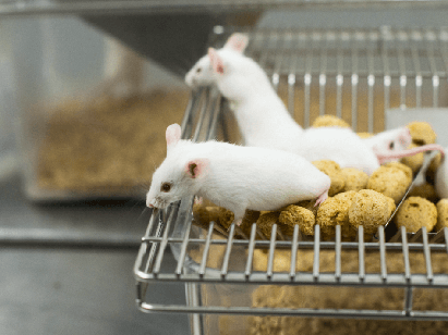 Animal Center Services