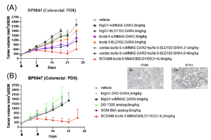 Tumor volume growth curves demonstrating the superior in vivo antitumor efficacy of BCG048 dual-payload ADC compared with single-payload and benchmark ADCs in the BP0847 colorectal PDX model.