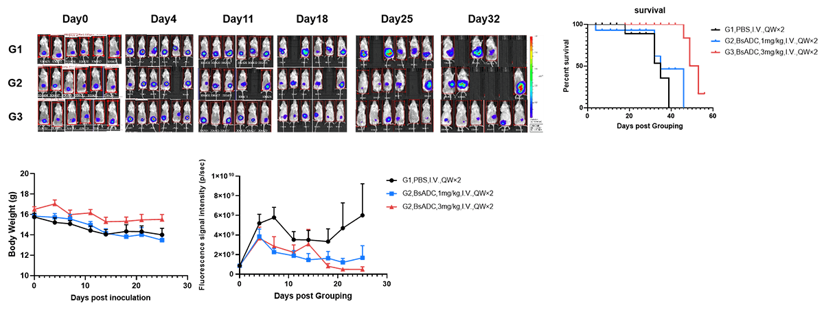 Evaluation of the efficacy of orthotopic colorectal cancer model