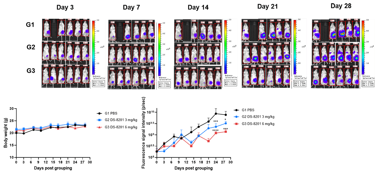 B-luc-GFP HT-29 in B-NDG Mice img 2