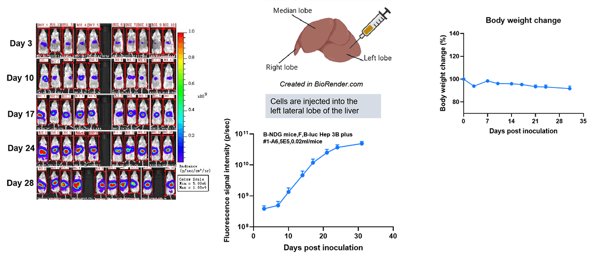 B-luc Hep 3B (plus) + B-NDG mice (orthotopic) img