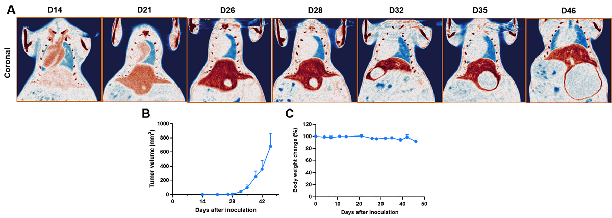 B-luc Hep 3B (plus) + B-NDG mice (orthotopic) img 2