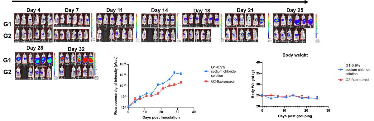 B-luc Hep 3B (plus) + B-NDG mice (orthotopic) img 3