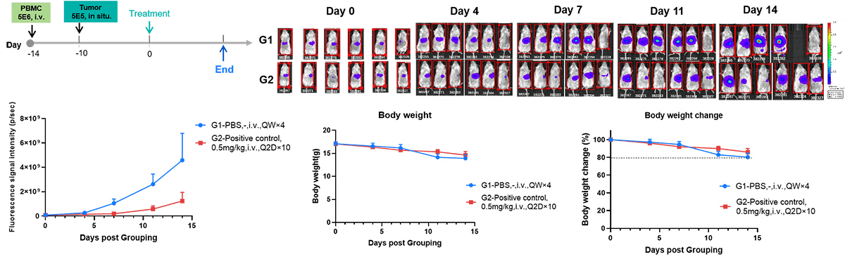 PBMC+B-luc Hep 3B plus+ B-NDG mice img