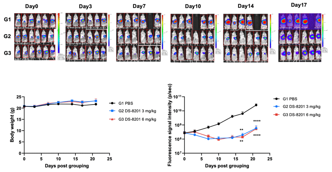 B-Tg(Luc-EGFP) Hep G2 in B-NDG Mice img