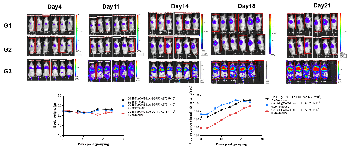 B-Tg(CAG-Luc-EGFP) A375+ B-NDG mice (orthotopic) img