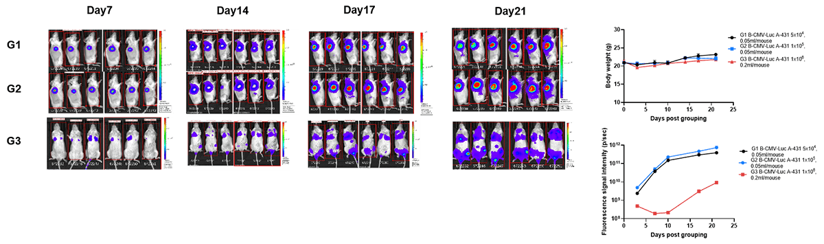 B-CMV-Luc A-431+ B-NDG mice img