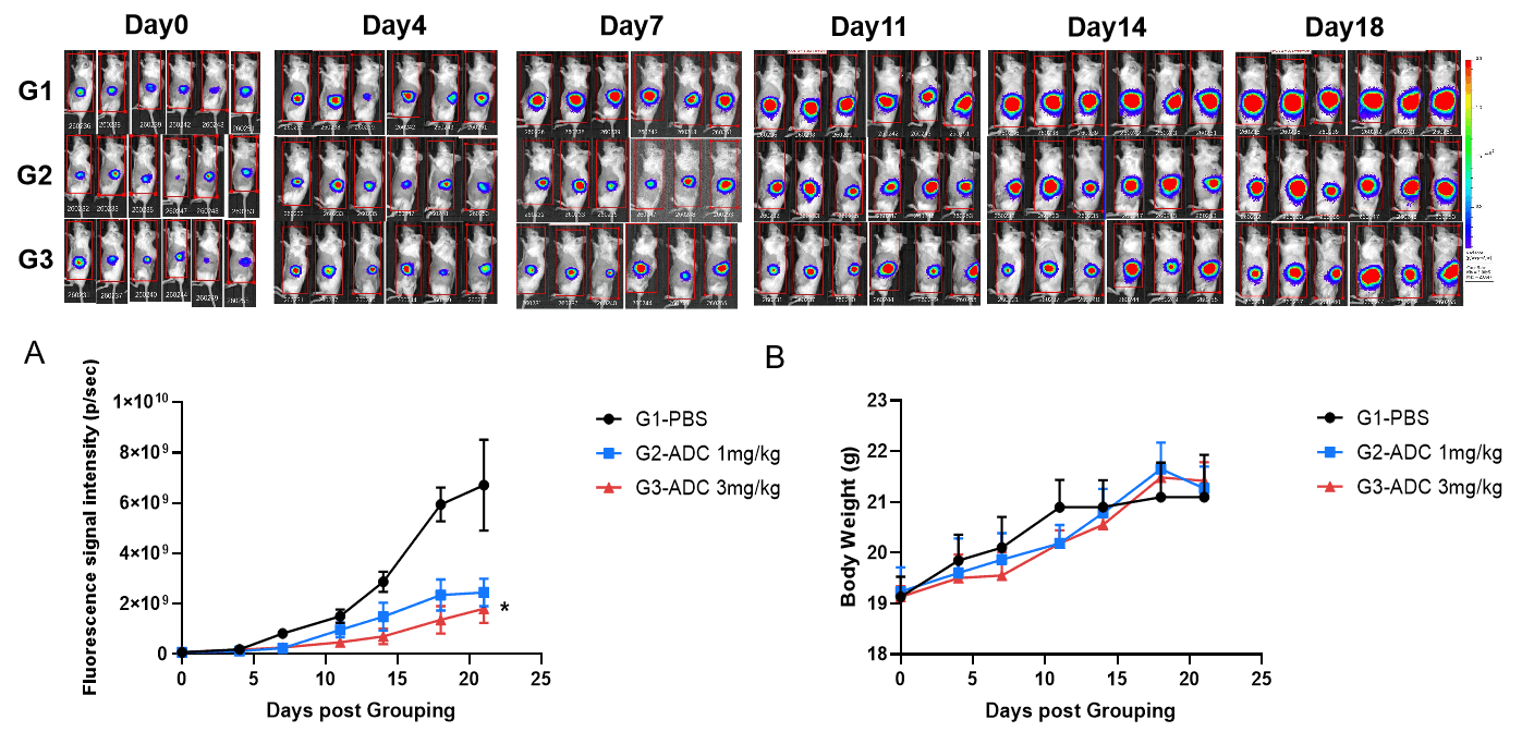 B-luc MIA PaCa-2 in B-NDG Mice img 3