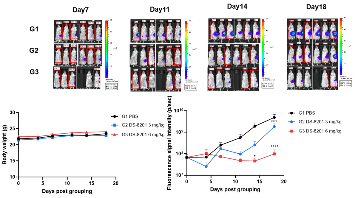 B-luc MIA PaCa-2 in B-NDG Mice img 4