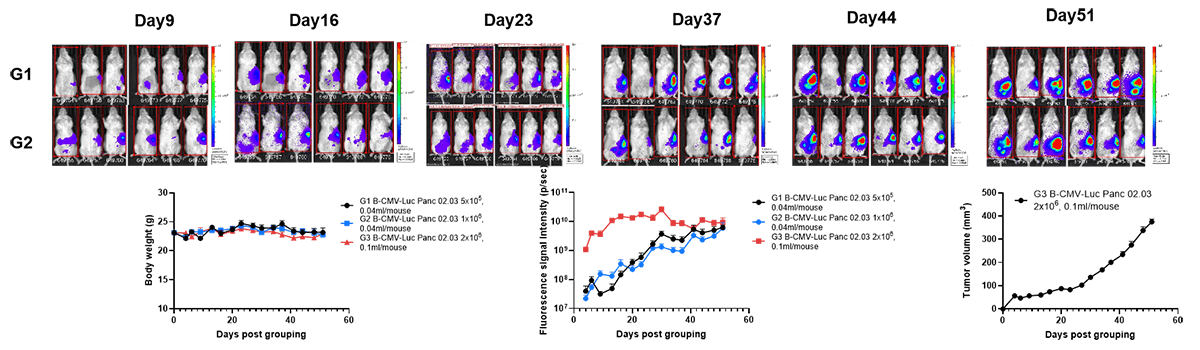 B-CMV-Luc Panc 02.03#mix + B-NDG mice (orthotopic) img