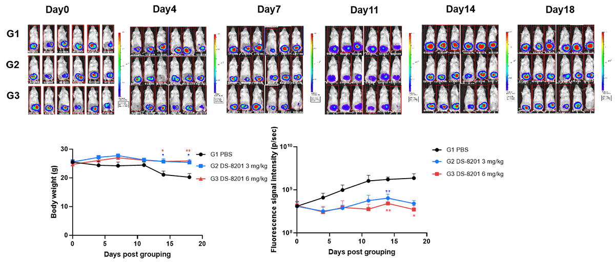 B-Tg(Luc) LNCap Clone FGC in B-NDG Mice img 2