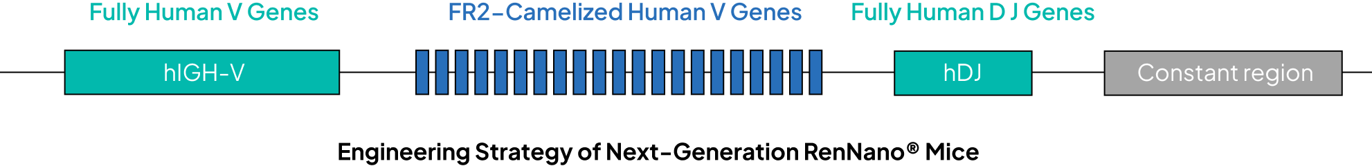 Combining Fully Human and FR2-Camelized (FERF) Human V Genes to Maximize VHH Discovery Potential