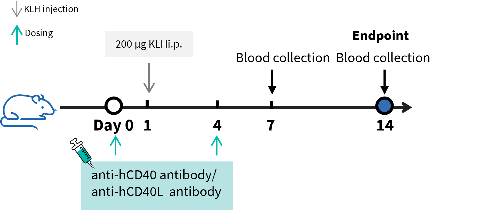 Efficacy Evaluation of Antibodies in TDAR Model of CD40/CD40L Humanized Mice