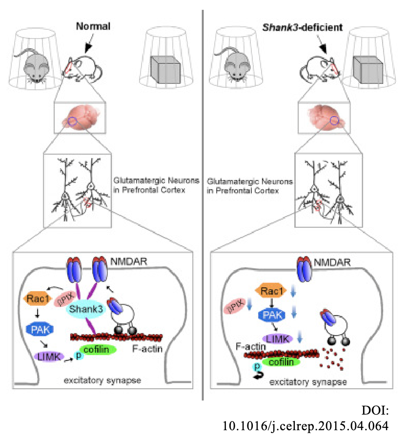 DOI: 10.1016/j.celrep.2015.04.064